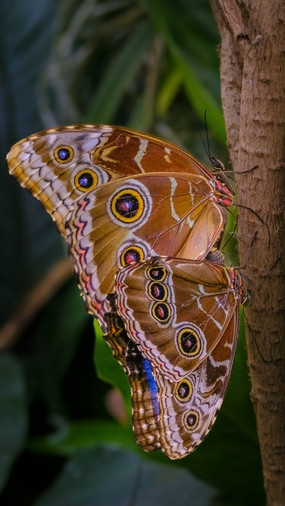 两只眼蝶停靠在树干上图片